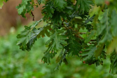 Quercus pubescens