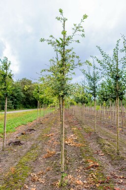 Quercus pubescens hochstamm 12/14