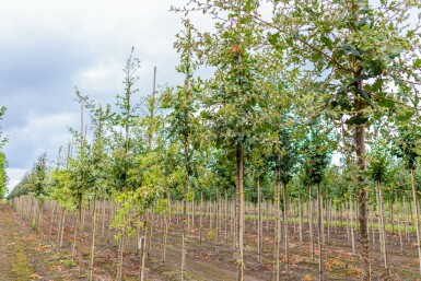 Quercus pubescens hochstamm 12/14