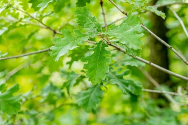 Quercus pubescens hochstamm 12/14