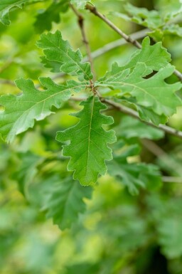 Quercus pubescens hochstamm 12/14