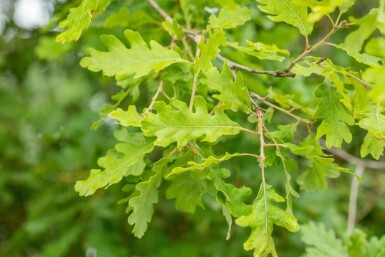 Quercus pubescens hochstamm 12/14