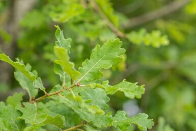 Quercus pubescens hochstamm 12/14