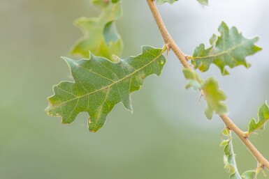 Quercus pubescens hochstamm 12/14