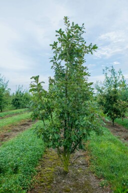 Quercus pubescens mehrstämmig