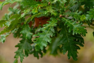 Quercus pubescens mehrstämmig