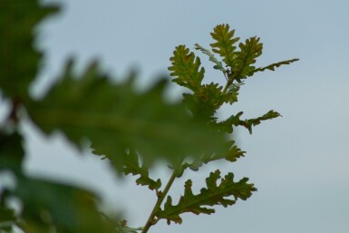 Quercus pubescens mehrstämmig 200-250