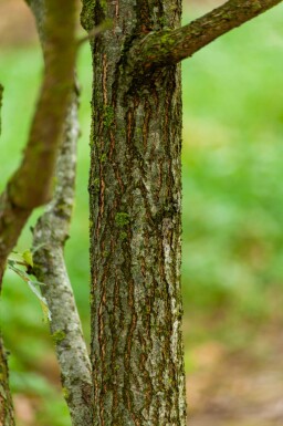 Quercus pubescens mehrstämmig 200-250