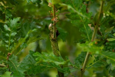 Quercus pubescens mehrstämmig 200-250