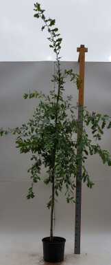 Quercus robur hochstamm 6/8