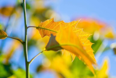 Quercus robur hochstamm 6/8