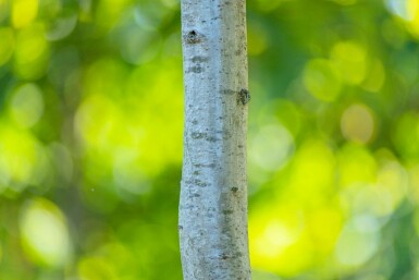 Quercus robur hochstamm 6/8