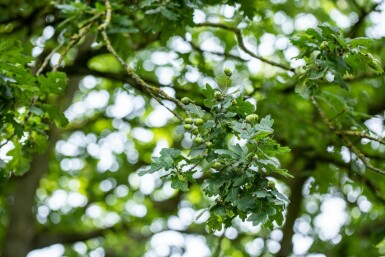 Quercus robur hochstamm 6/8