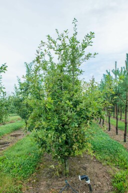 Quercus robur mehrstämmig