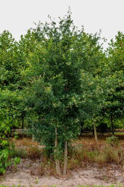 Quercus robur mehrstämmig