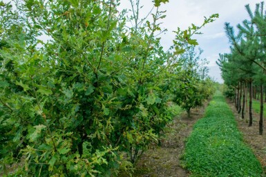 Quercus robur mehrstämmig 200-250