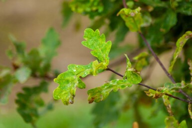 Quercus robur mehrstämmig 200-250