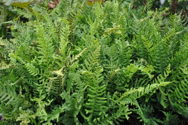 Polypodium vulgare