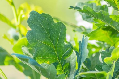 Quercus robur 'Fastigiate Koster'