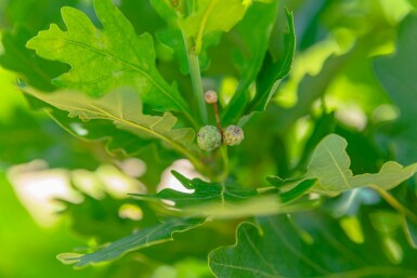 Quercus robur 'Fastigiata'