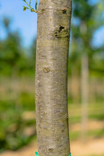 Quercus robur 'Fastigiata'