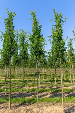 Quercus robur 'Fastigiata' hochstamm