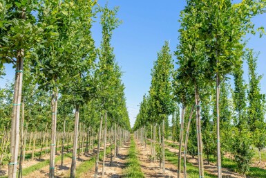 Quercus robur 'Fastigiata' hochstamm