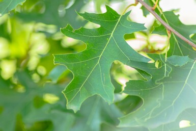 Quercus rubra