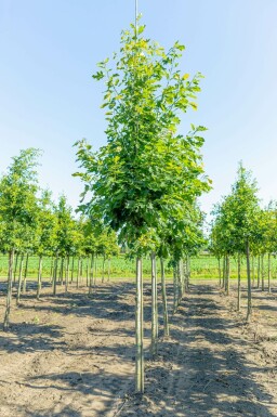 Quercus rubra hochstamm