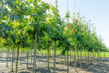 Quercus rubra hochstamm