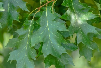 Quercus rubra hochstamm 10/12