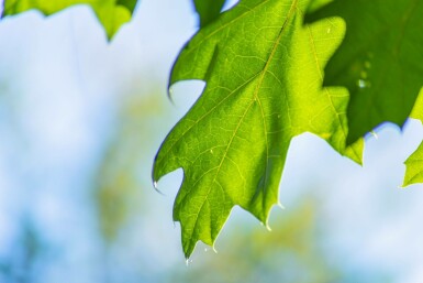 Quercus rubra hochstamm 10/12