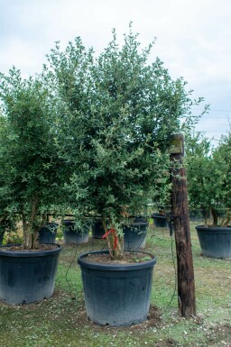 Quercus rubra mehrstämmig