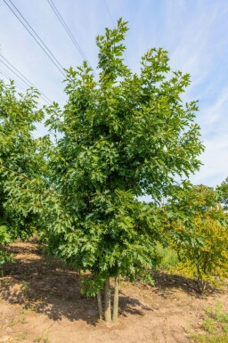 Quercus rubra mehrstämmig