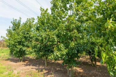 Quercus rubra mehrstämmig 200-250