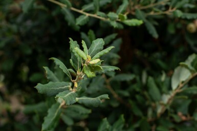 Quercus rubra mehrstämmig 200-250