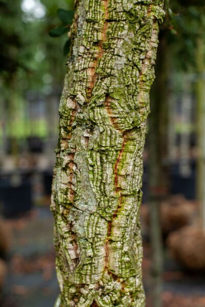 Quercus suber