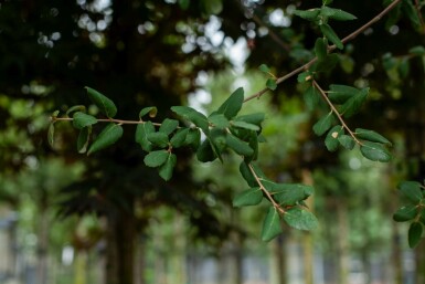 Quercus suber hochstamm 12/14