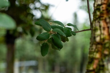 Quercus suber hochstamm 12/14