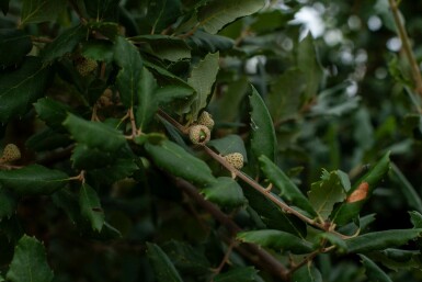 Quercus suber hochstamm 12/14