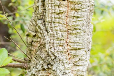 Quercus suber mehrstämmig