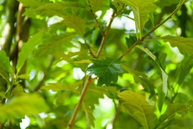 Quercus x warei 'Regal Prince' hochstamm