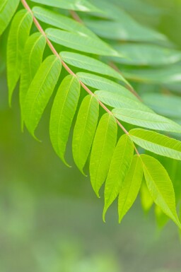 Rhus typhina