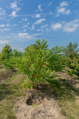 Rhus typhina mehrstämmig