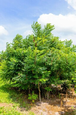 Rhus typhina mehrstämmig