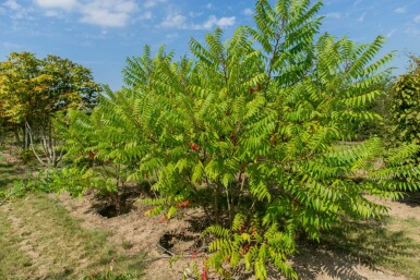 Rhus typhina mehrstämmig 200-250