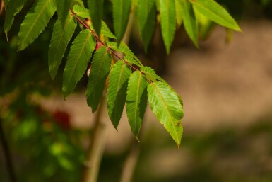 Rhus typhina mehrstämmig 200-250