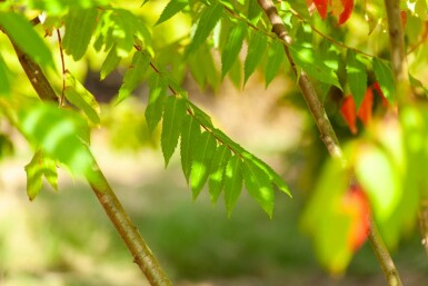 Rhus typhina mehrstämmig 200-250