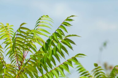 Rhus typhina mehrstämmig 200-250