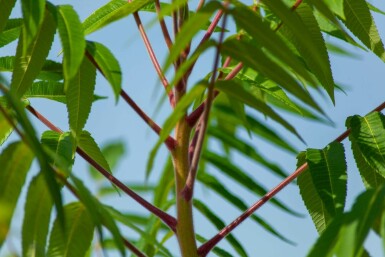 Rhus typhina mehrstämmig 200-250